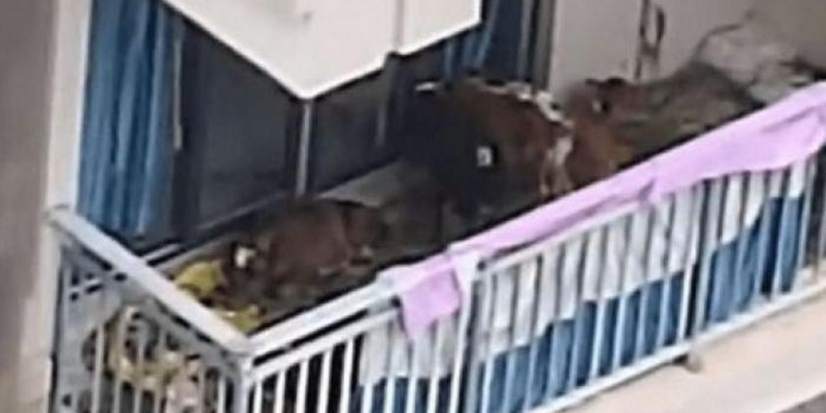 Chiny. Trzymał na balkonie siedem krów. Do akcji wkroczyły służby.