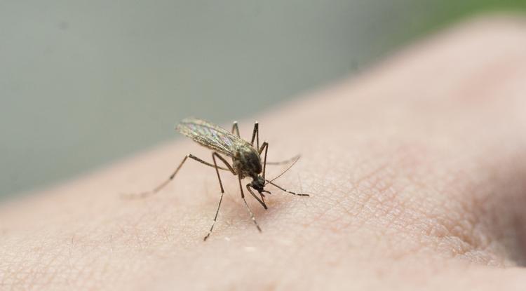 Természetes házi riasztószer szúnyogok ellen Fotó: Getty Images