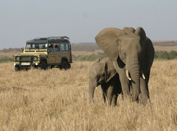 Słoń i samochód terenowy na sawannie w Afryce