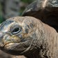 Move of the Aldabra giant tortoises