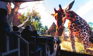 Ekstremalna podróż po afrykańskim safari i to w zoo!