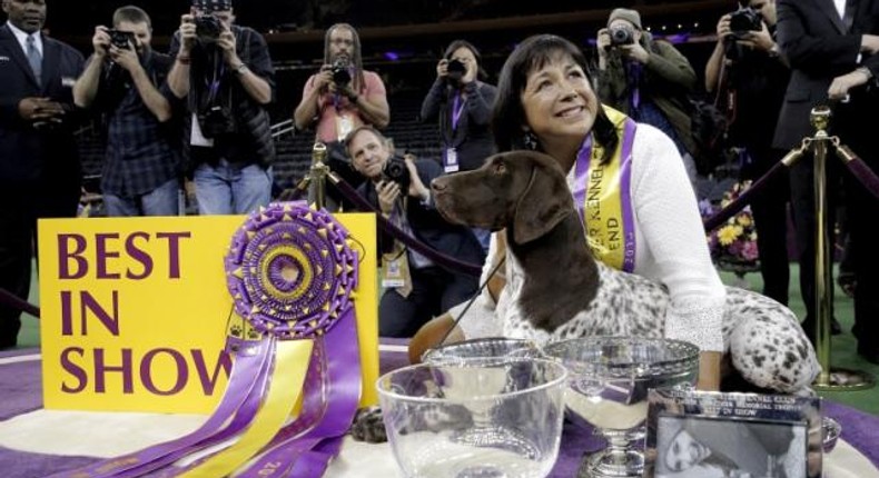 German shorthaired pointer named C.J. wins 140th Westminster dog show