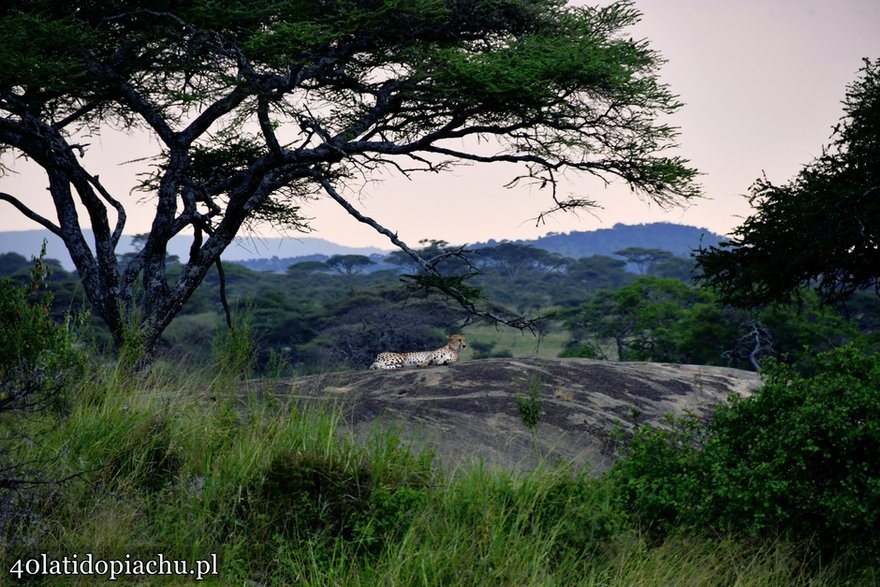 Park Narodowy Serengeti, Tanzania 2021