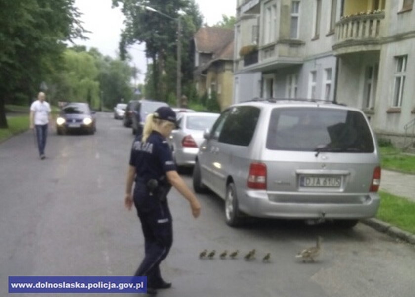 Policjanci w Jaworze uratowali kaczą rodzinę