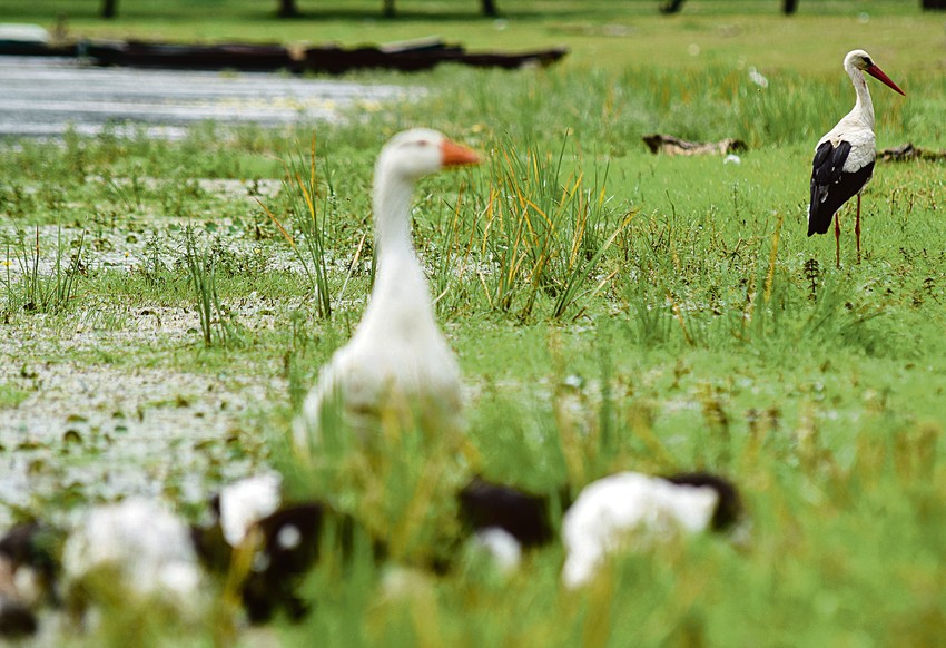 Dve vrste gnezdarica čine ovo područje posebno međunarodno značajnim, a to su crna roda i belorepan, ali tu su i crna lunja, osičar, žuti vojić...