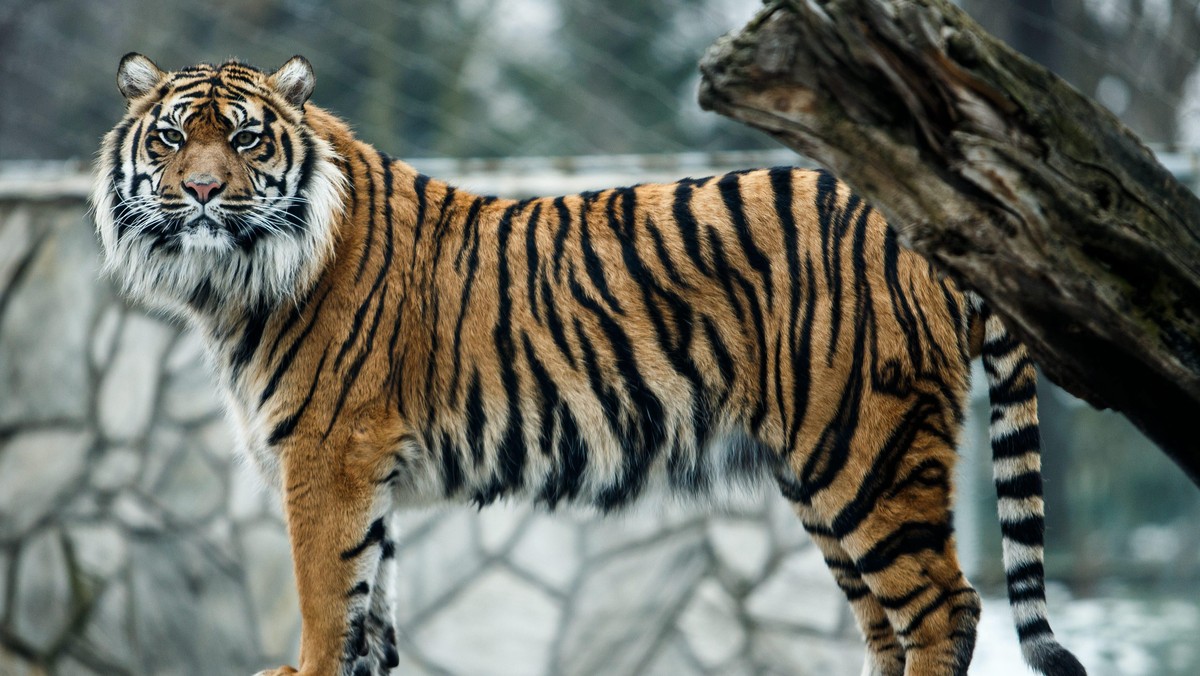 TYGRYSY Tygrys sumatrzański we wrocławskim ZOO 