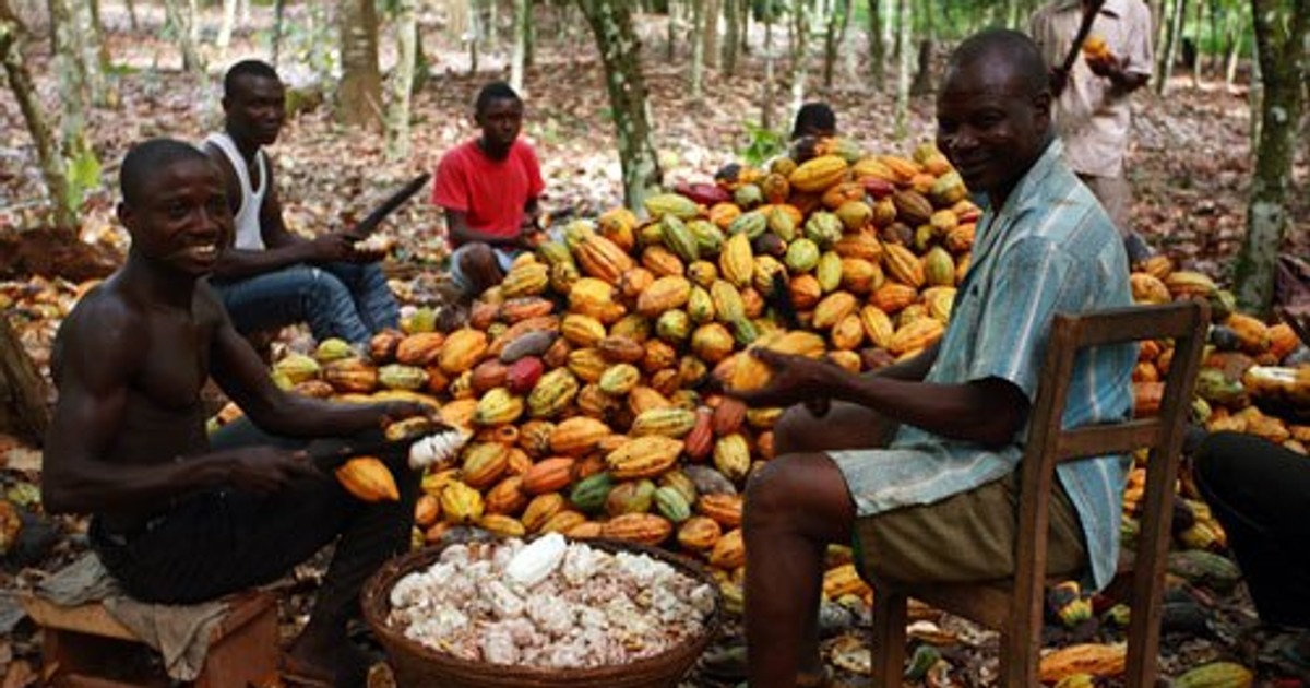 State to begin chocolate production April 2016 Pulse Nigeria