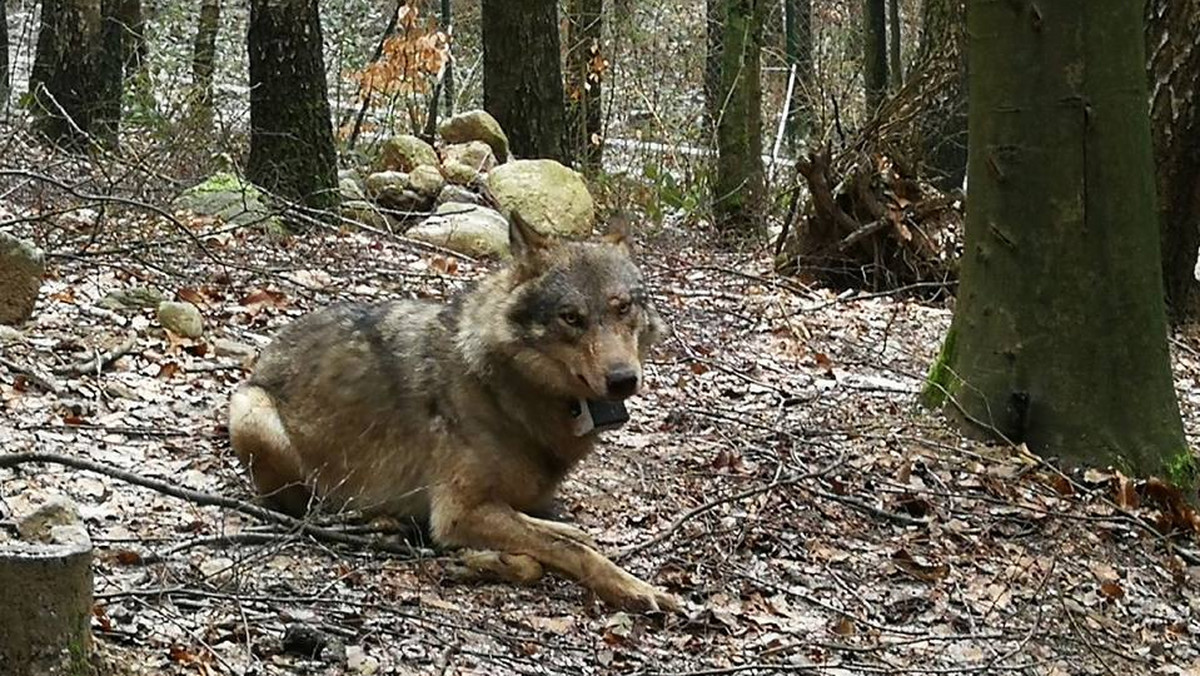 Śledztwo ws. zabicia wilka Miko. Prokuratura bada noże myśliwych