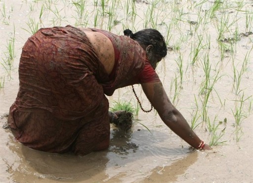 NEPAL - ECONOMY - AGRICULTURE