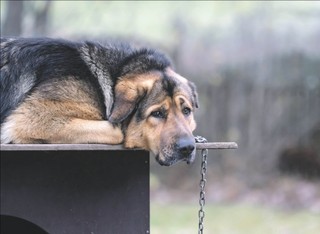 Ustawa łańcuchowa, czyli dlaczego prawa zwierząt znowu przegrały [opinia]