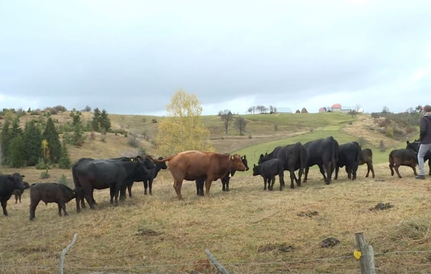 Stefan Joksimović gaji angus goveda