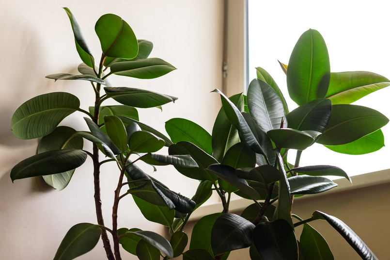 Ficus,Elastica,Robusta,Plant,Near,Living,Room,Window.,Home,Office