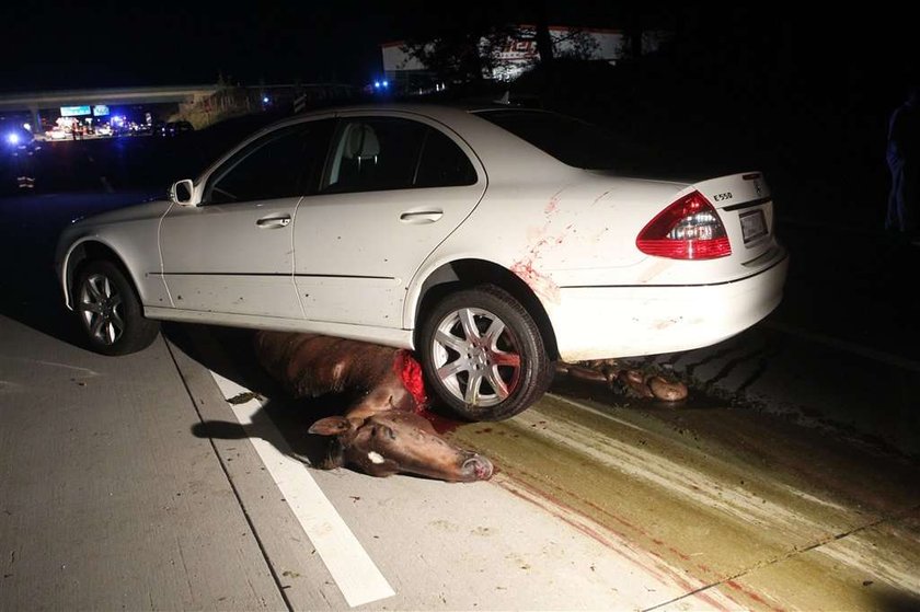 Końska jatka na autostradzie. Mocne zdjęcia