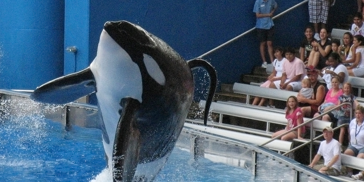Tillikum, a killer whale at SeaWorld amusement park, performs during the show Believe, in Orlando