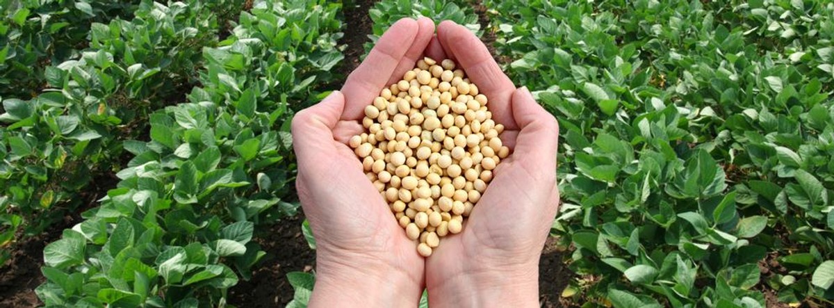 Naukowcy odkryli, że enzym znaleziony w natto, tradycyjnym produkcie zrobionym ze sfermentowanych ziaren soi znanych z silnego zapachu, utrudnia infekcję koronawirusem.