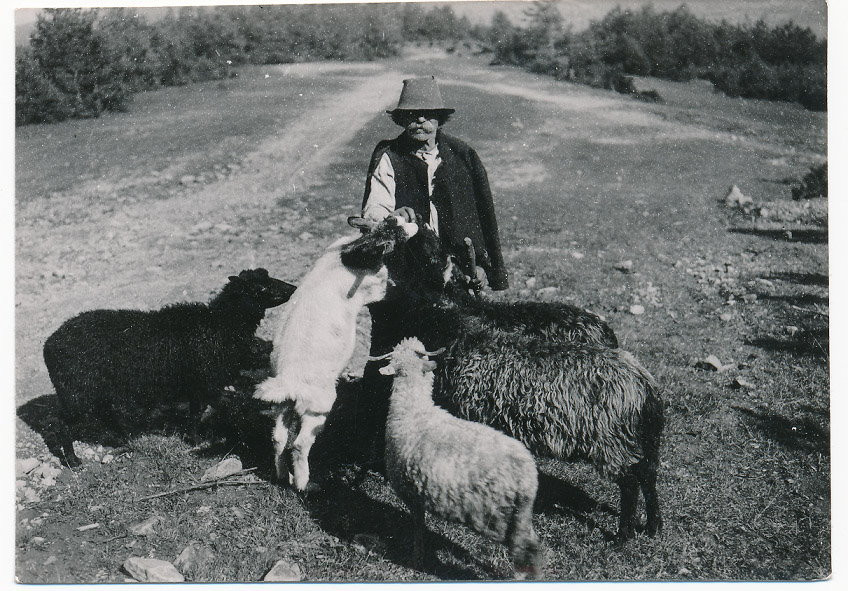 Gazda karmi owce, Rychwałd, pow. Gorlice, wrzesień 1933