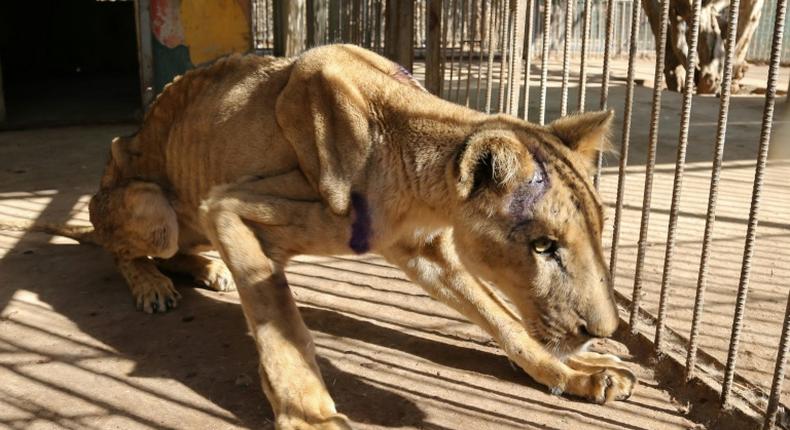The captive lions in Khartoum's Al-Qureshi Park had lost as much as two-thirds of their body weight as a result of going unfed for weeks