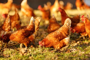 MRiRW: Utrzymuje się wysoki poziom zagrożenia grypą ptaków