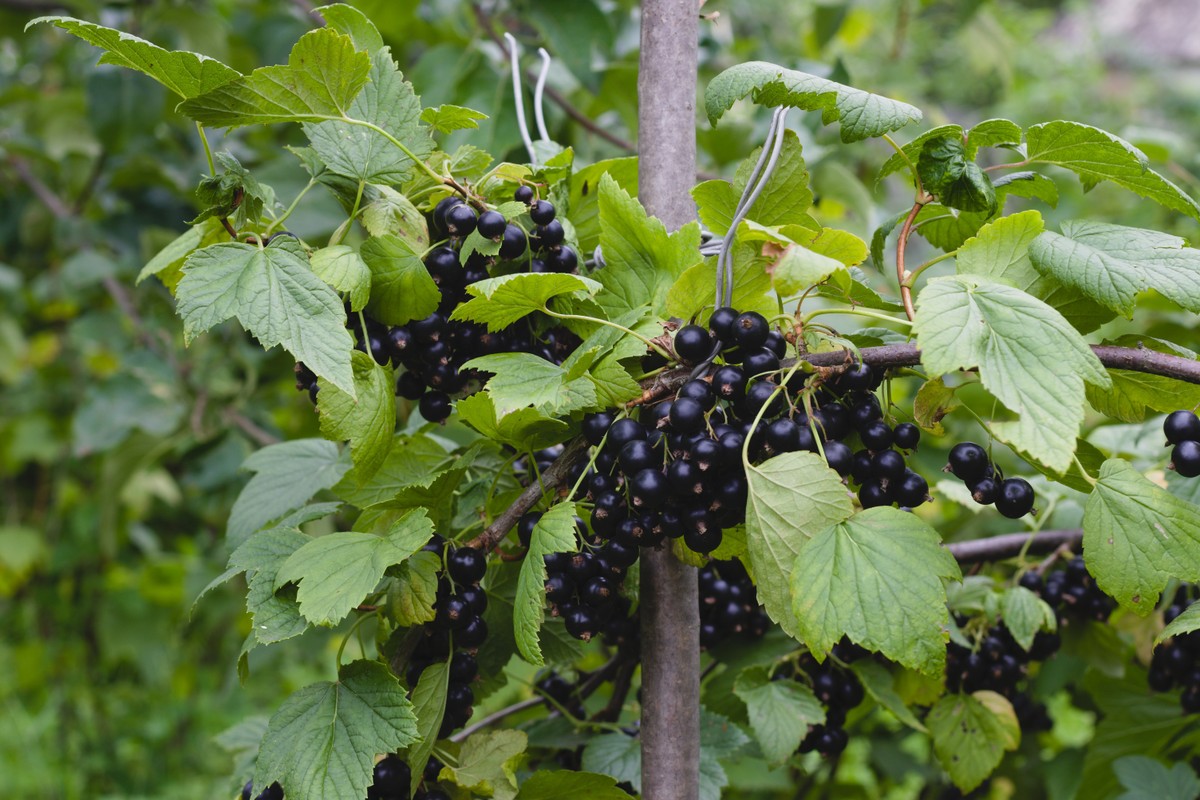Porzeczki w ogrodzie. Warto zadbać o nie już wiosną