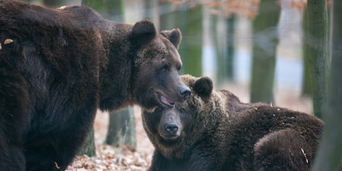 Niedźwiedzie w zoo