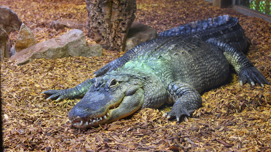 Samica krokodyla (zdjęcie ilustracyjne)