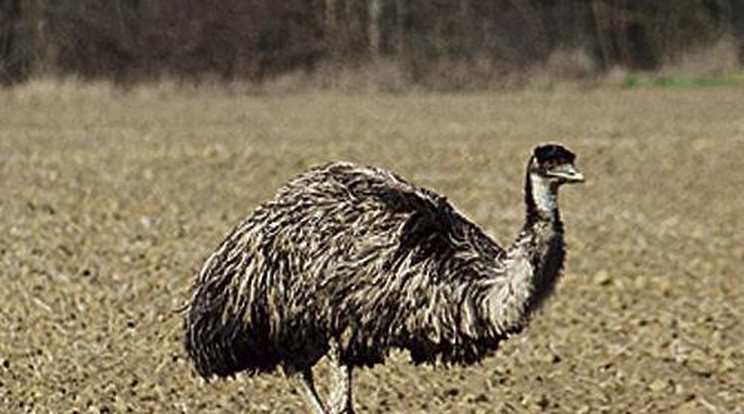 Megszökött az emu
