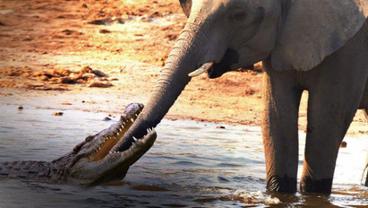 Megküzdött egymással egy elefánt és egy krokodil, mindketten elpusztultak