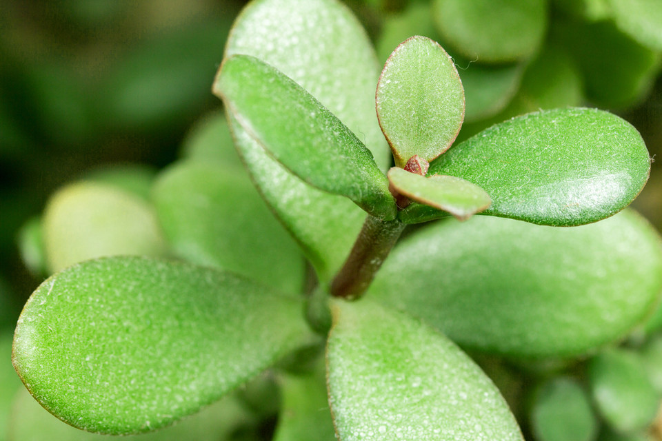 7. Kwiaty do sypialni: Grubosz drzewiasty(Crassula arborescens), czyli popularne drzewko szczęścia.