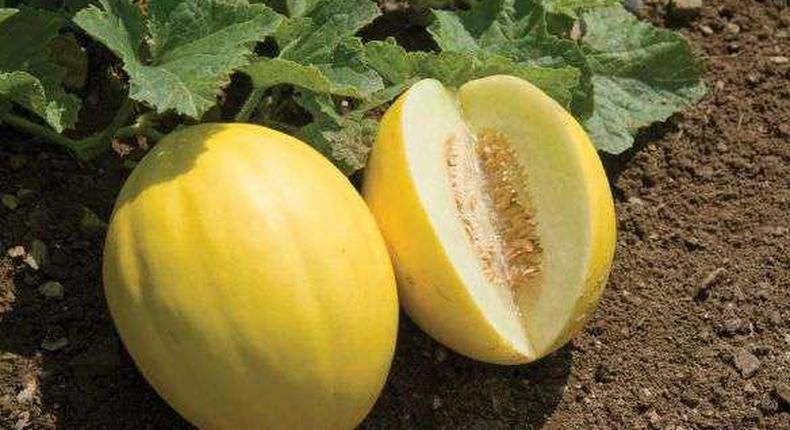 Why you should ditch watermelon for golden melon. [scoopernews]