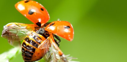 Zmasowany atak owadów. Dotkliwie gryzą i uczulają