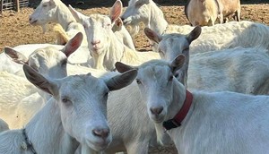 Eight of the goats were pregnant [Drake Family Farms]