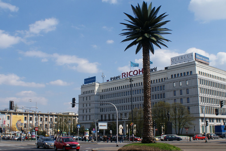 Palma na dobre zadomowiła się w centrum Warszawy, fot. Daniel Kruczynski/Flickr