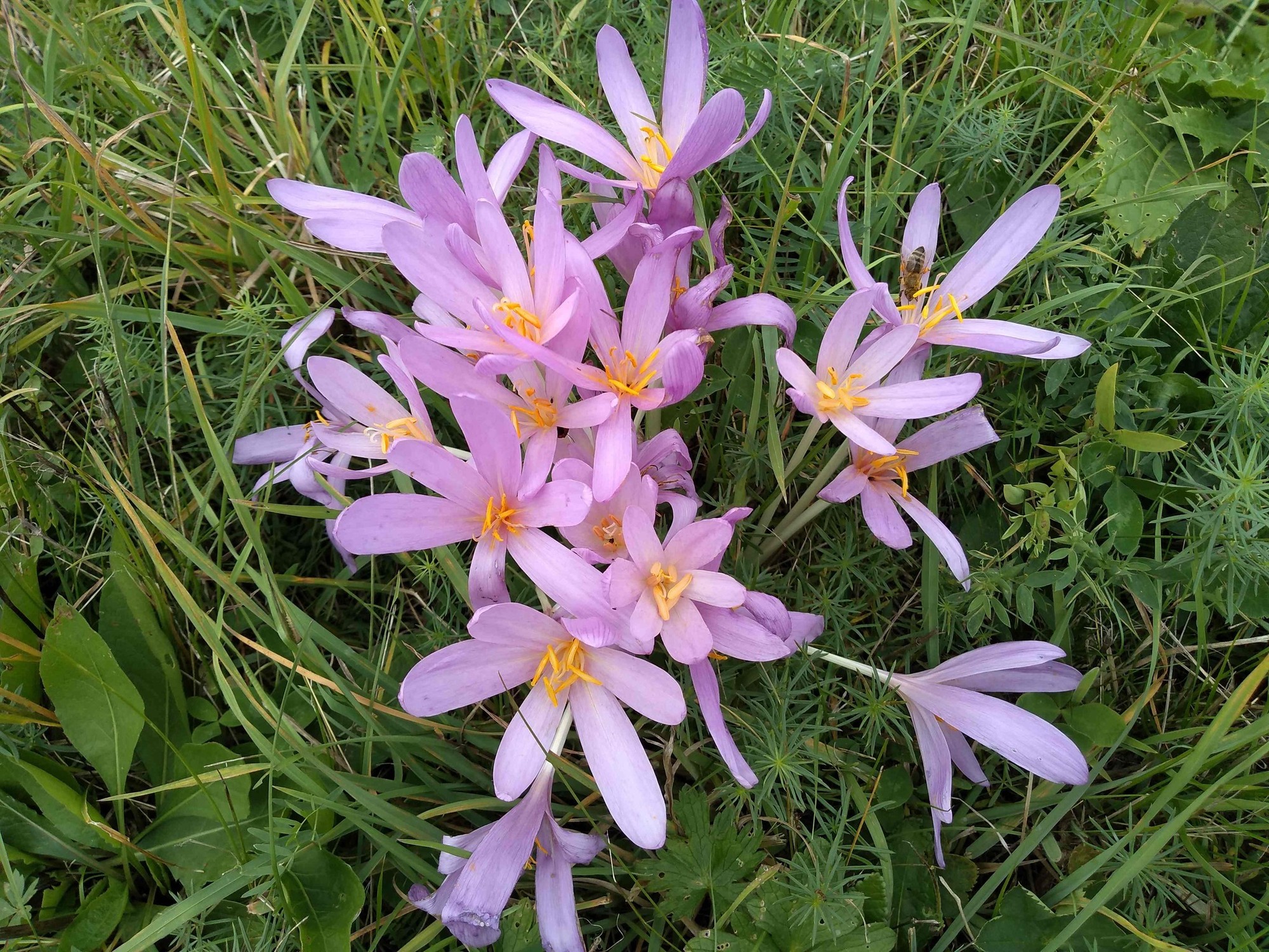 Jesienka obyčajná (Colchicum autumnale).