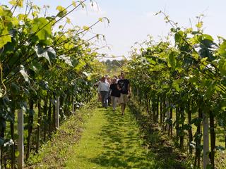W Polsce hodowano winorośl już w IX wieku