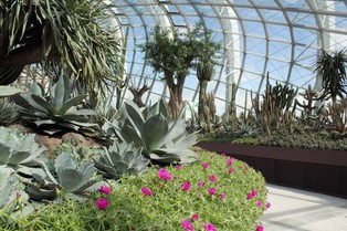 W Berlinie rusza słynny Zielony Tydzień. Tegoroczne targi odbędą się online