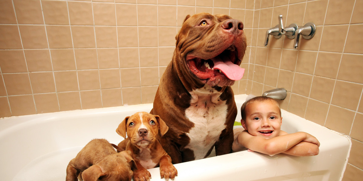 Czy wykąpałbyś dziecko z takimi psami?