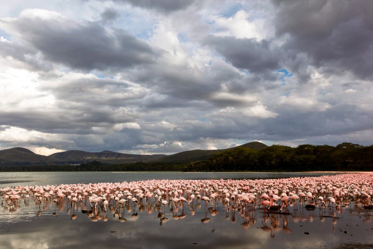 Kenia - dzika afrykańska przyroda