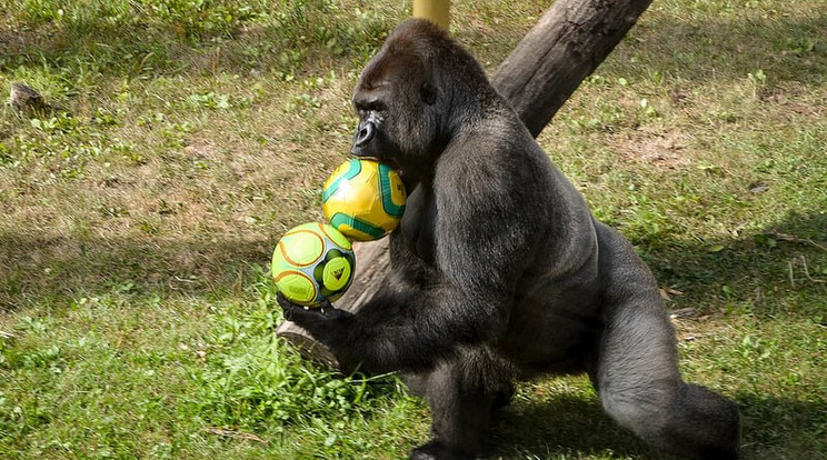 Labdákkal mozognak a Nyíregyházi Állatpark gorillái /Fotó: Facebook