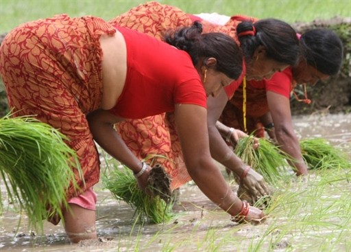 NEPAL - ECONOMY - AGRICULTURE