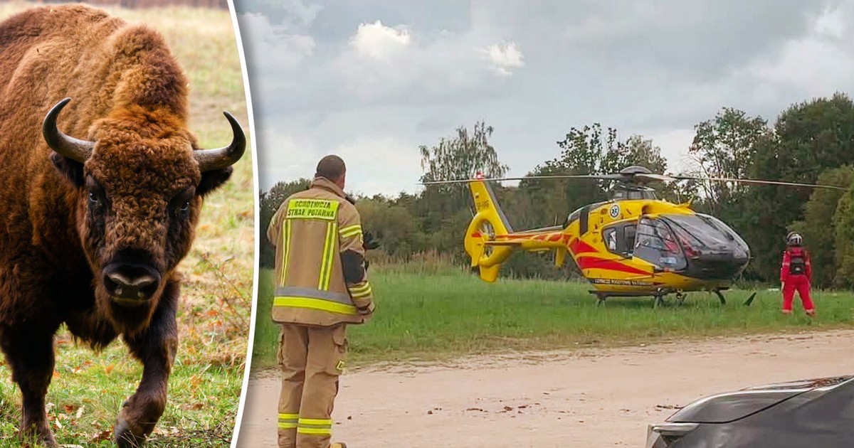 Żubr poturbował kobietę w ciąży. Dramat w Puszczy Boreckiej