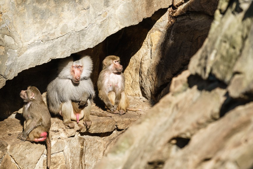 Majmuni posebno vole pažnju