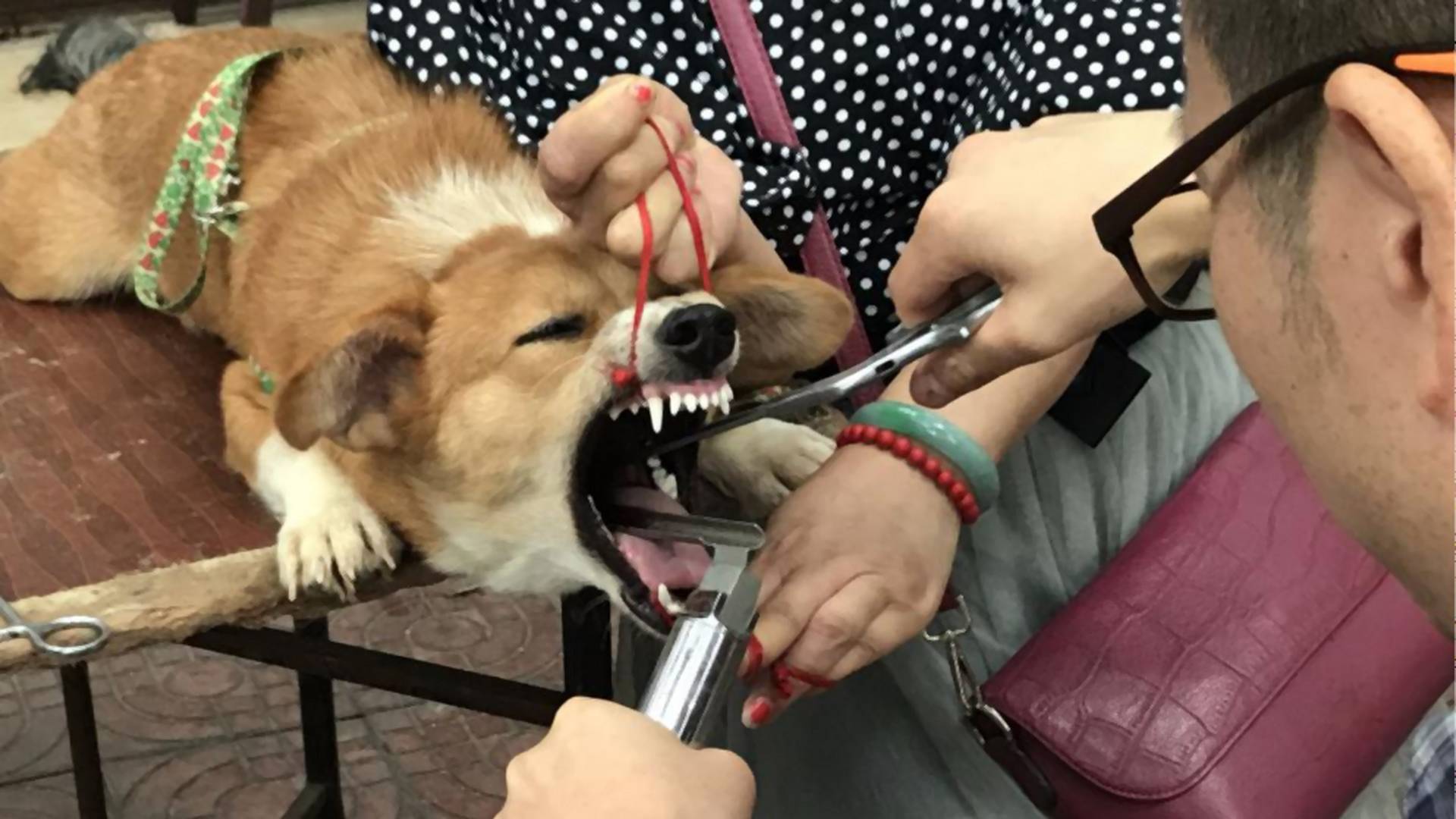 Mann verstümmelt Hunden die Stimmbänder, weil sie zu laut sind Noizz