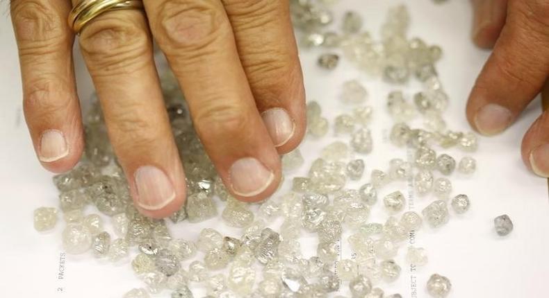 Diamond buyer Elliot Tannenbaum, from the Leo Schachter Diamond Group, looks at uncut diamonds from his company's allocation at a sightholders week at De Beers offices in central London August 29, 2013.     REUTERS/Olivia Harris
