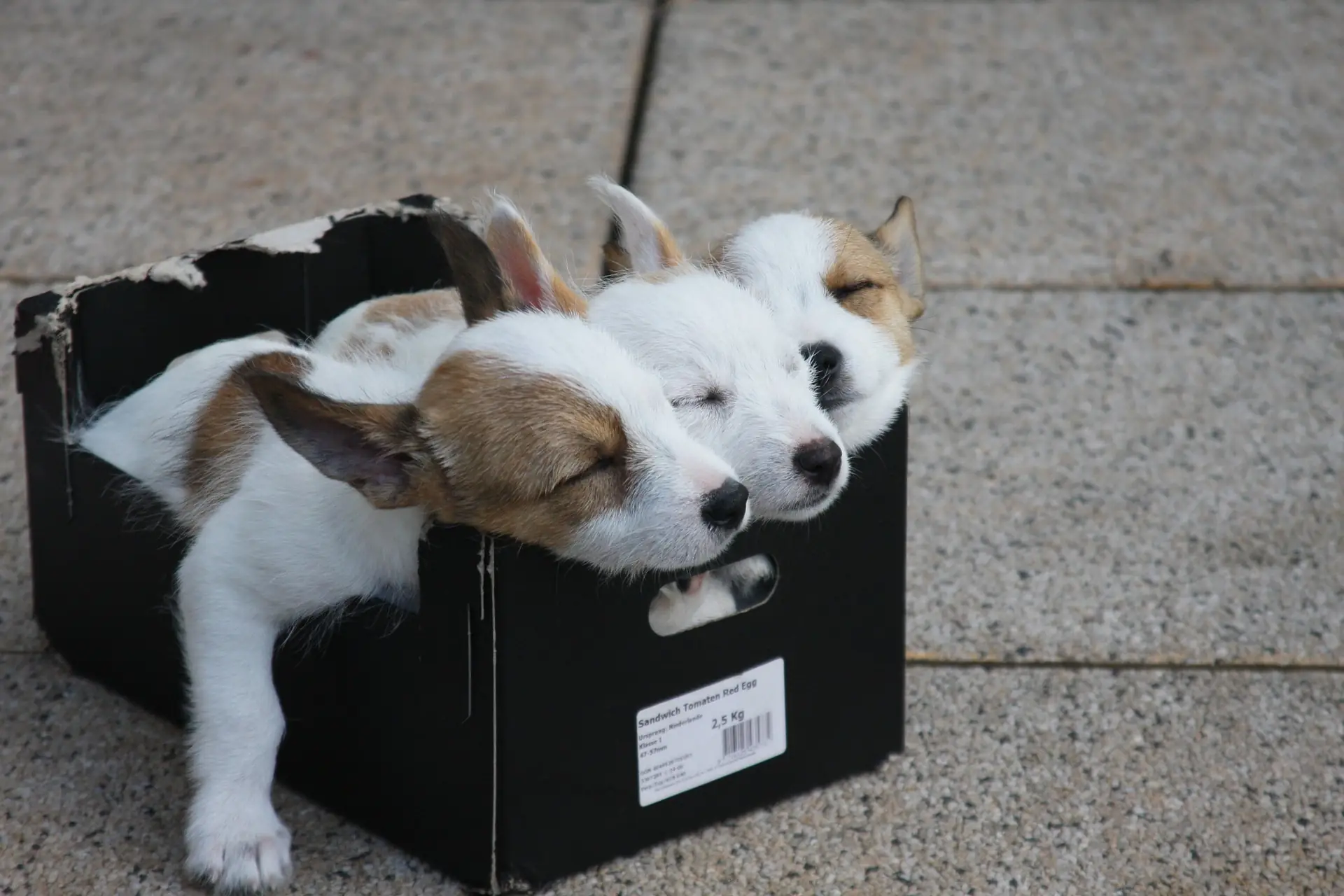 Hunde