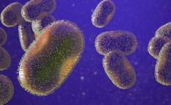 Atakuje nie tylko małpy (i człowieka). Co wiemy o wirusie małpiej ospy?