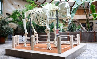 Odtworzony w druku 3D! Zoo odsłoniło szkielet słonicy 