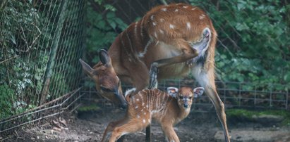 W Nowym Zoo urodziły się antylopki