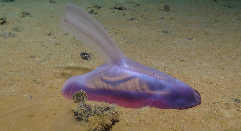 A large gummy squirrel in the Clarion-Clipperton Zone.ROV Isis, SMARTEX project, Natural Environment Research Council, UK, via the Natural History Museum