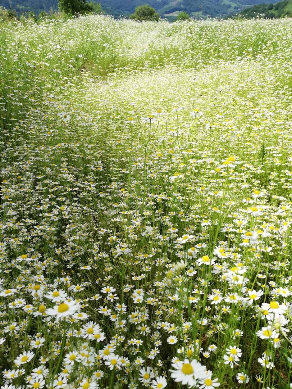 Hektari su pod različitim vrstama bilja