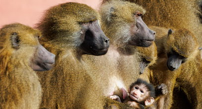 Małpy nie mieszczą się w klatkach. Zoo zabije 20 osobników zagrożonego gatunku